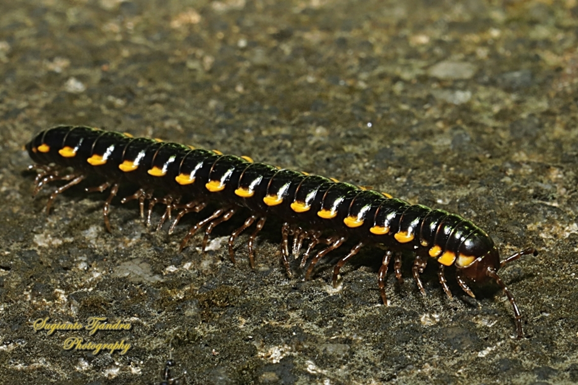 Long-flange Millipede, Orthomorpha coarctata (formerly Asiomorpha coarctata)  Geotagged,Indonesia,Long-flange Millipede,Orthomorpha coarctata,Summer