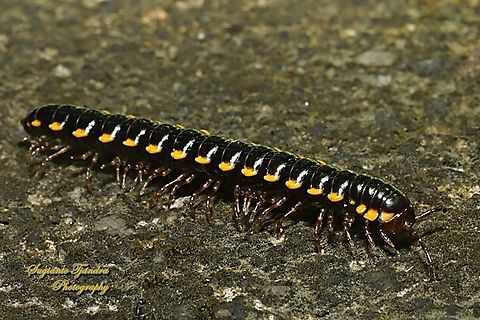 Long-flange Millipede, Orthomorpha coarctata (formerly Asiomorpha coarctata)  Geotagged,Indonesia,Long-flange Millipede,Orthomorpha coarctata,Summer