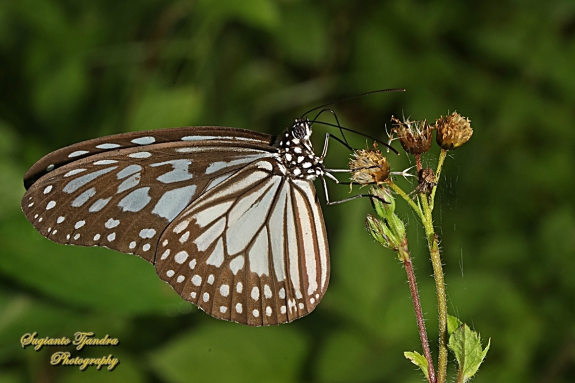 Grey glassy tiger butterfly, Ideopsis juventa ssp pseudosimilis  Geotagged,Ideopsis juventa,Indonesia,Summer,Wood nymph