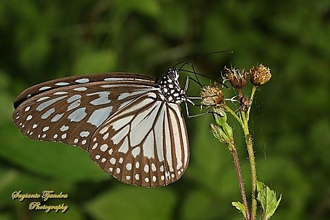 Grey glassy tiger butterfly, Ideopsis juventa ssp pseudosimilis  Geotagged,Ideopsis juventa,Indonesia,Summer,Wood nymph