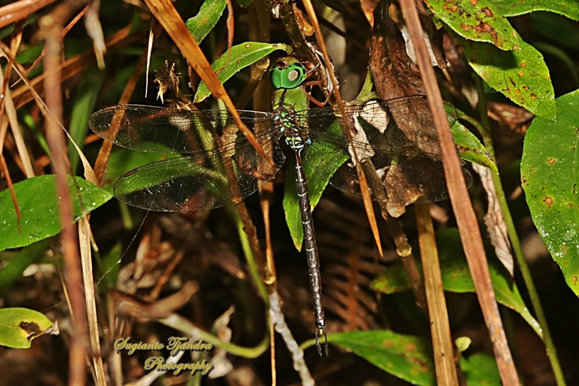 Dingy Duskhawker, Gynacantha subinterrupta, family Aeshnidae  Dingy Duskhawker,Geotagged,Gynacantha subinterrupta,Indonesia,Summer