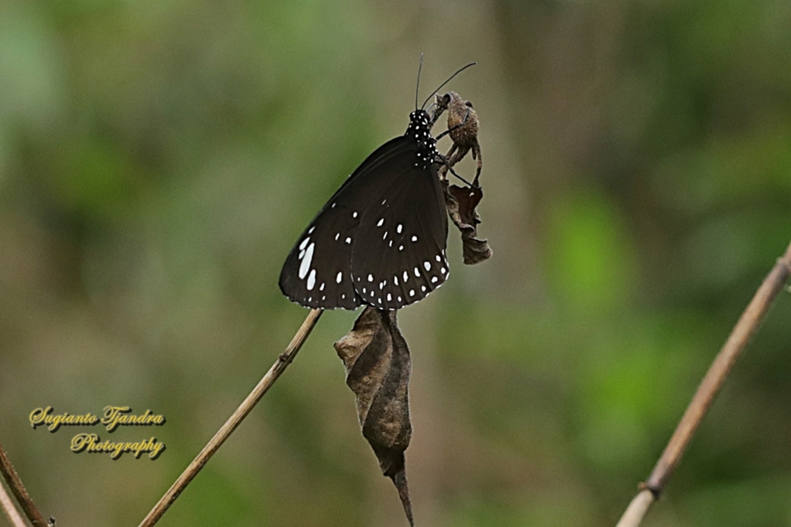 Spotted Black Crow Butterfly, Euploea crameri ssp lanista  Euploea crameri,Geotagged,Indonesia,Spotted Black Crow,Summer