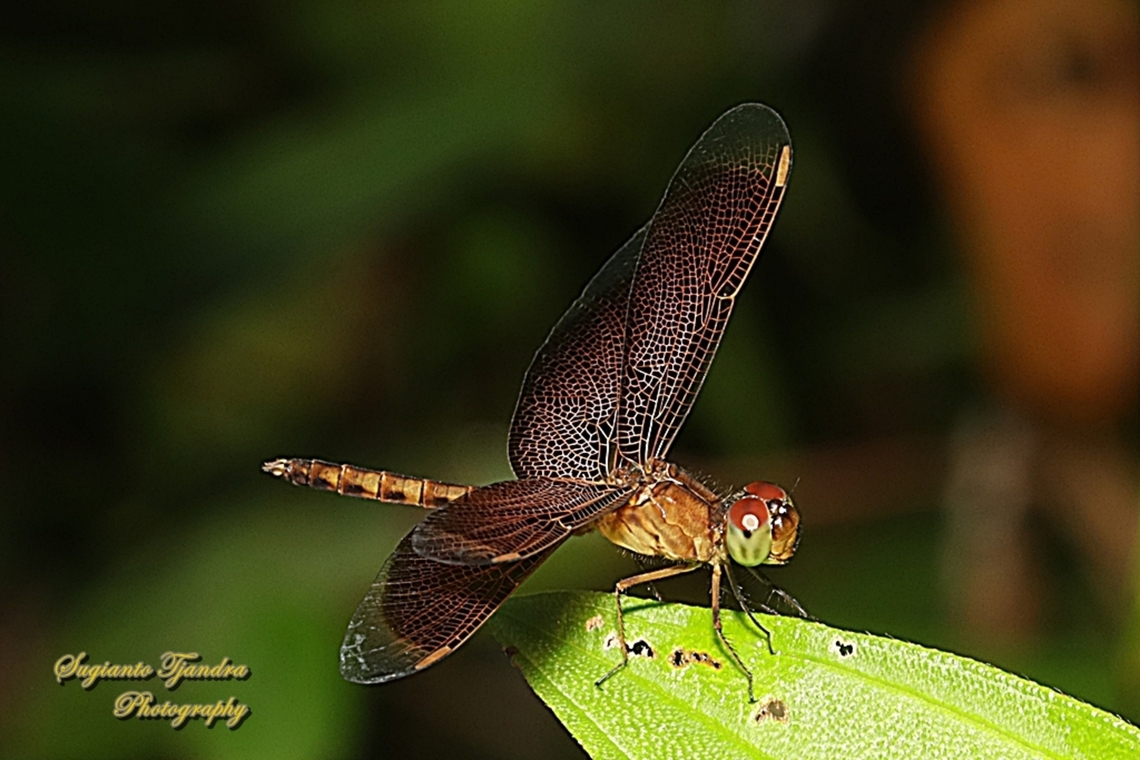 Grasshawk Dragonfly, Neurothemis fluctuans  Geotagged,Indonesia,Neurothemis fluctuans,Red Grasshawk,Summer