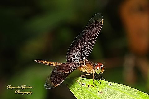 Grasshawk Dragonfly, Neurothemis fluctuans  Geotagged,Indonesia,Neurothemis fluctuans,Red Grasshawk,Summer