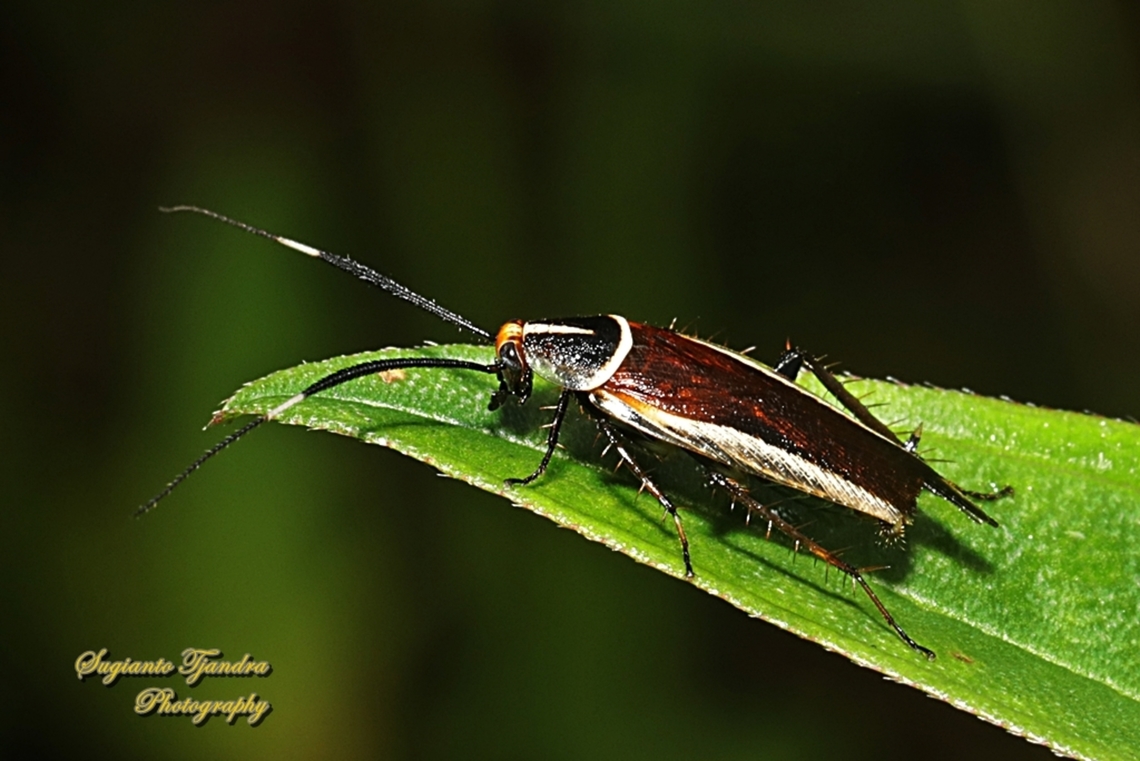 Forest Cockroach, Hemithyrsocera histrio, family Ectobiidae  Geotagged,Hemithyrsocera histrio,Indonesia,Summer
