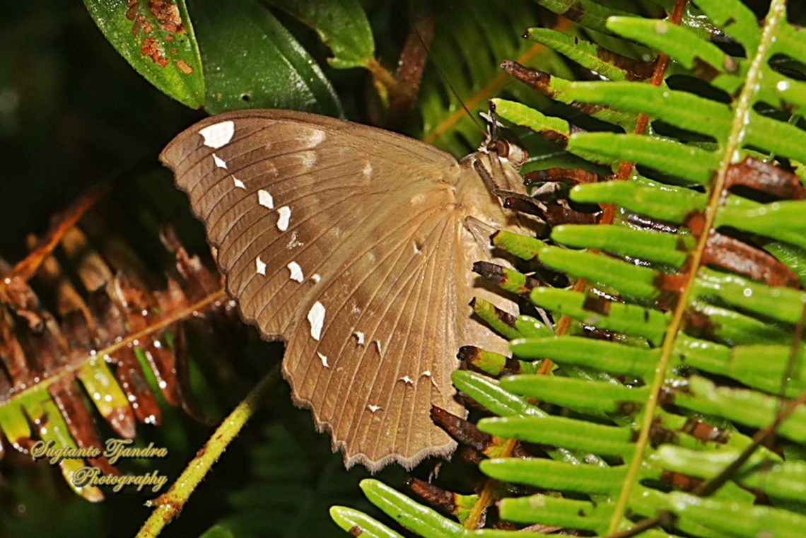 Erebus Moth, Erebus ephesperis (???), family Erebidae  Geotagged,Indonesia,Summer