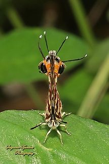 Long-banded Silverline butterfly, Cigaritis (Spindasis) lohita ssp lohita  Cigaritis lohita,Geotagged,Indonesia,Long-banded silverline,Summer