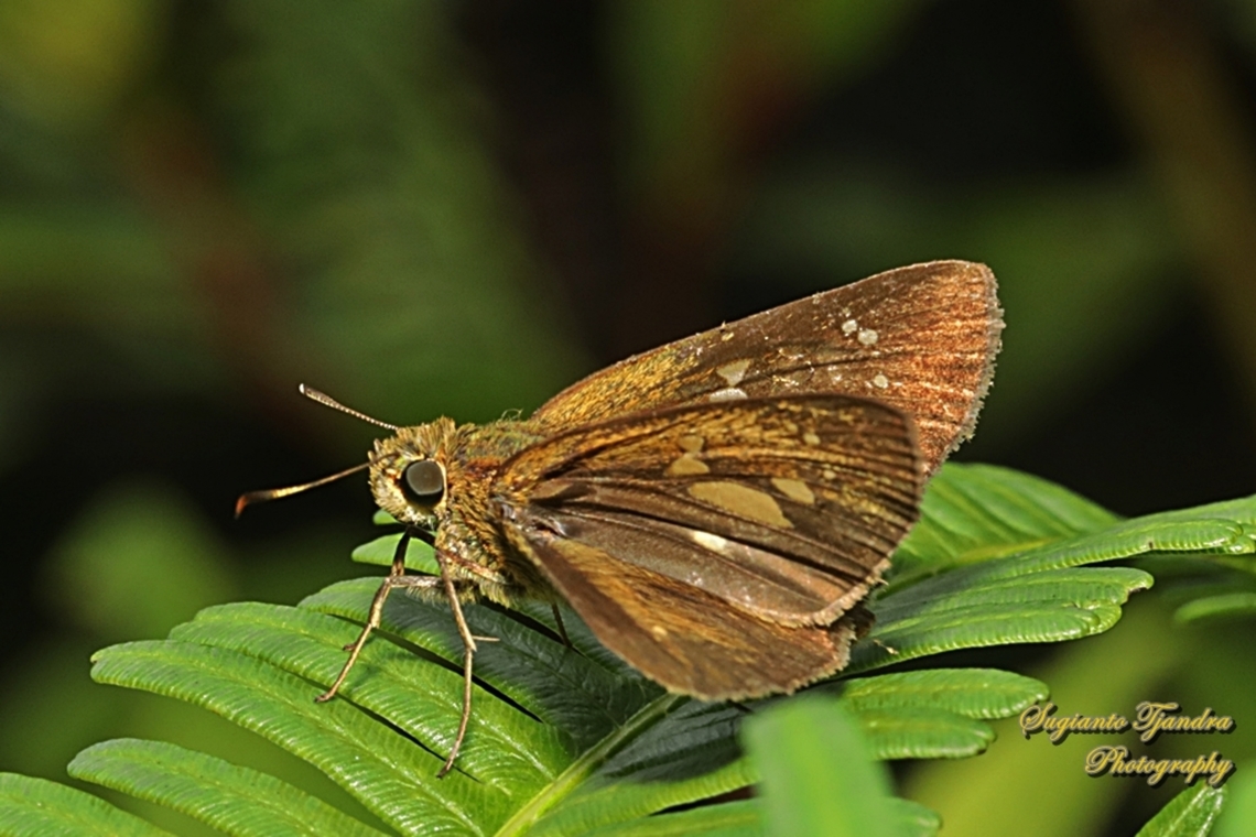 Skipper butterfly, The Banded Straw Ace, Pithauria marsena  Banded Straw Ace,Geotagged,Indonesia,Pithauria marsena,Summer