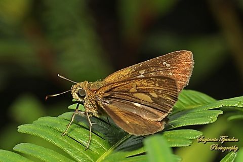 Skipper butterfly, The Banded Straw Ace, Pithauria marsena  Banded Straw Ace,Geotagged,Indonesia,Pithauria marsena,Summer