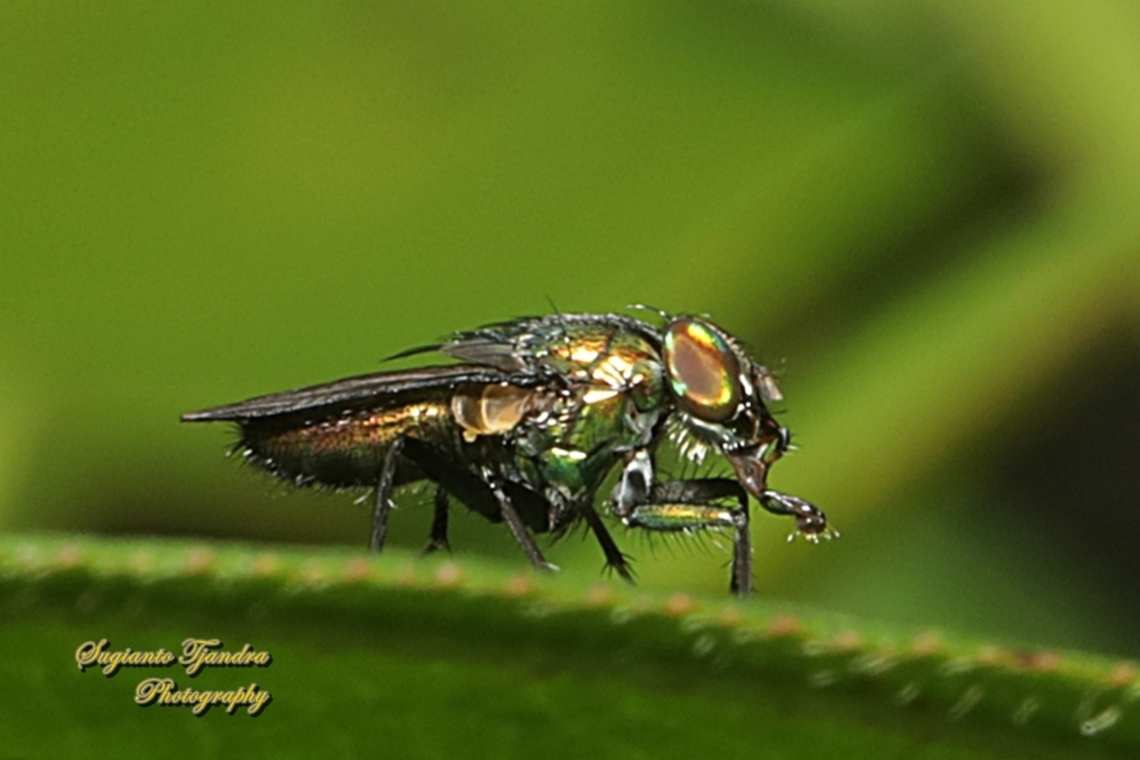 Nose fly, Rhinia apicalis (???), family Rhiniidae  Geotagged,Indonesia,Summer