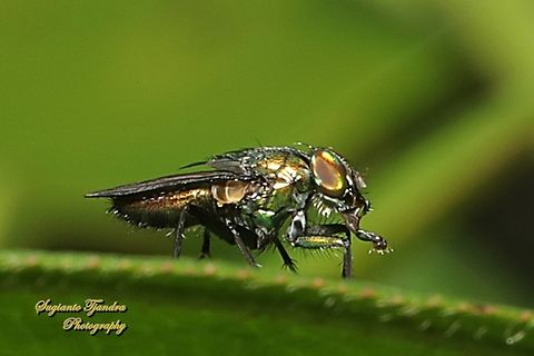Nose fly, Rhinia apicalis (???), family Rhiniidae  Geotagged,Indonesia,Summer