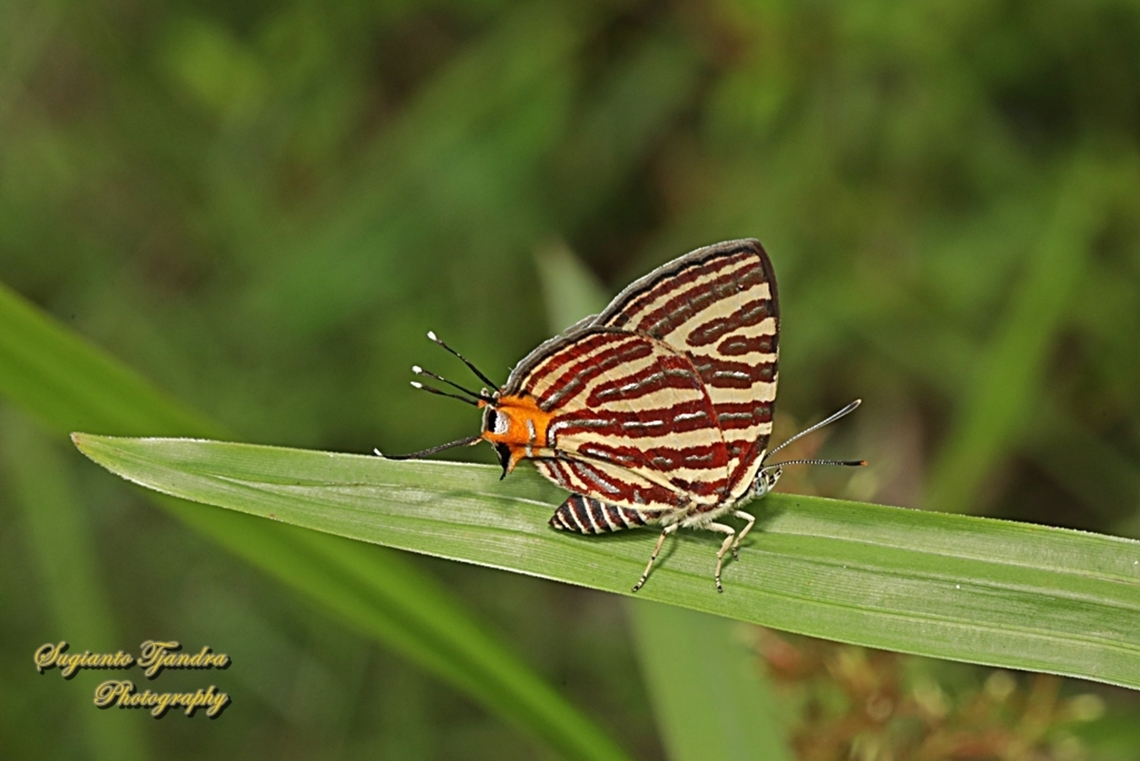 Long-banded Silverline butterfly, Cigaritis (Spindasis) lohita ssp lohita  Cigaritis lohita,Geotagged,Indonesia,Long-banded silverline,Summer