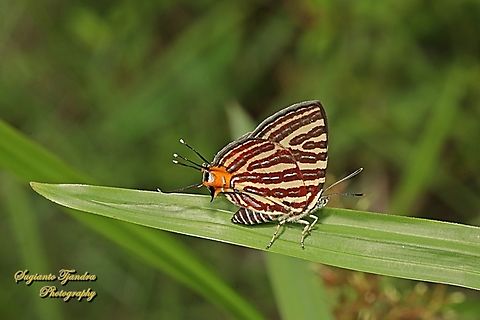 Long-banded Silverline butterfly, Cigaritis (Spindasis) lohita ssp lohita  Cigaritis lohita,Geotagged,Indonesia,Long-banded silverline,Summer