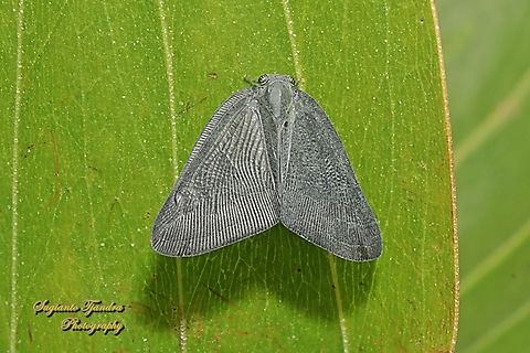 Ricaniid Planthopper, Ricanula sublimata (???), family Ricaniidae  Geotagged,Indonesia,Summer