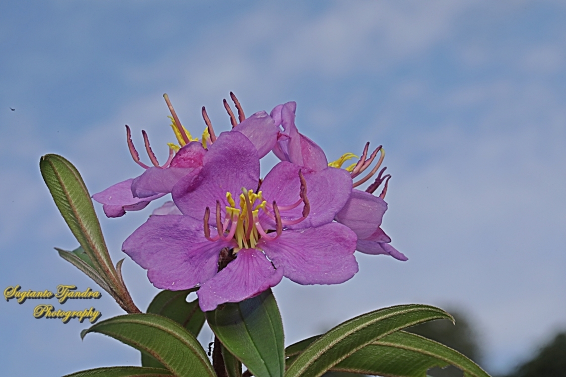Senduduk flower, Malabar melastoma, Melastoma malabathricum, family Melastomataceae  Geotagged,Indonesia,Malabar Melastome,Melastoma malabathricum,Summer