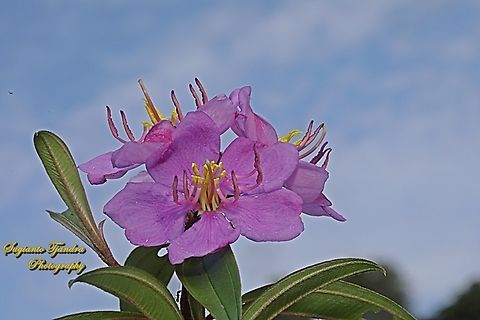 Senduduk flower, Malabar melastoma, Melastoma malabathricum, family Melastomataceae  Geotagged,Indonesia,Malabar Melastome,Melastoma malabathricum,Summer