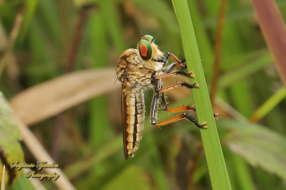 Robber fly, Cophinopoda chinensis, family Asilidae  Cophinopoda chinensis,Geotagged,Indonesia,Summer