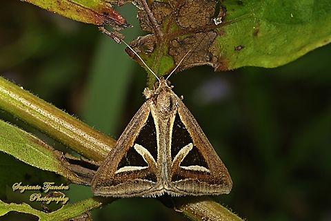 4 Triangles Noctuid Moth, Trigonodes hyppasia  Geotagged,Indonesia,Summer,Triangles,Trigonodes hyppasia