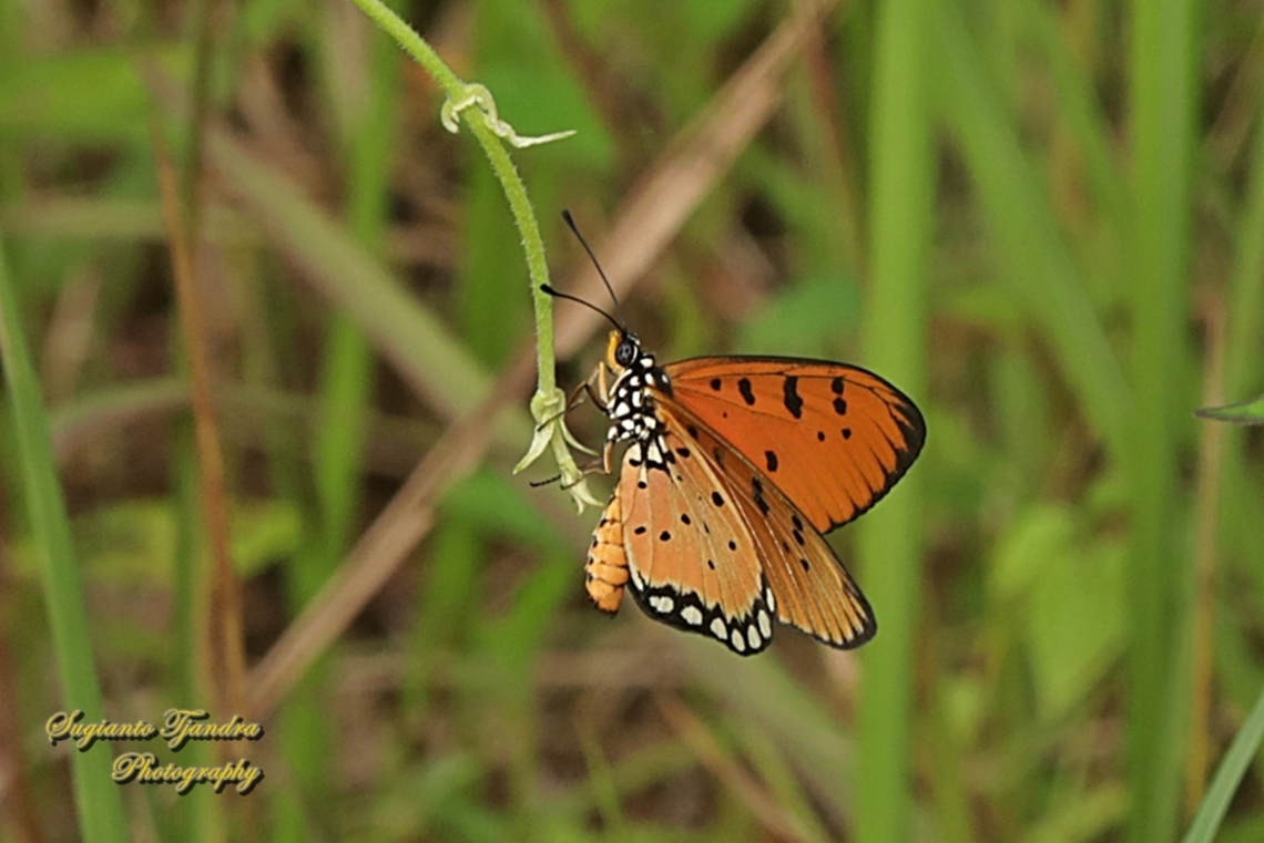 Tawny Coster Butterfly, Acraea terpsicore  Acraea terpsicore,Geotagged,Indonesia,Summer,Tawny coster