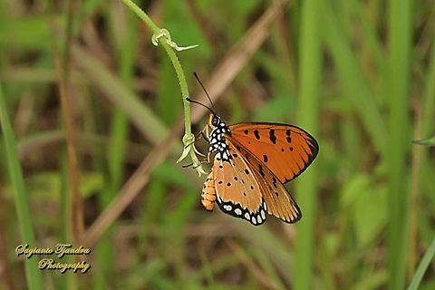 Tawny Coster Butterfly, Acraea terpsicore  Acraea terpsicore,Geotagged,Indonesia,Summer,Tawny coster