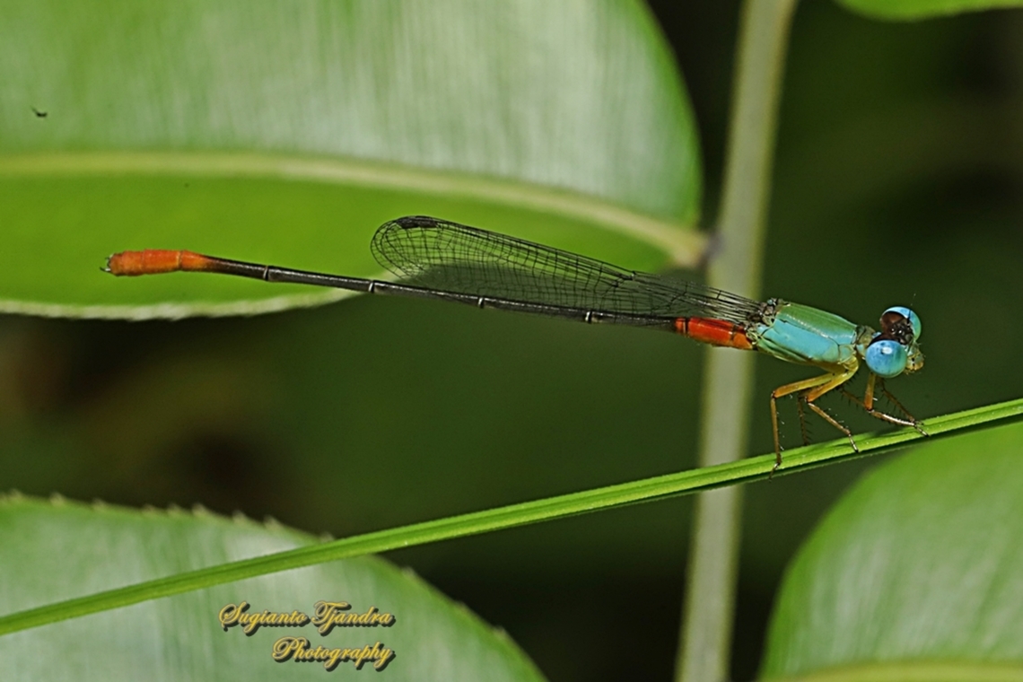 The Ornate Coraltail Damselfly, Ceriagrion cerinorubellum  Ceriagrion cerinorubellum,Geotagged,Indonesia,Orange-tailed Marsh Dart,Summer