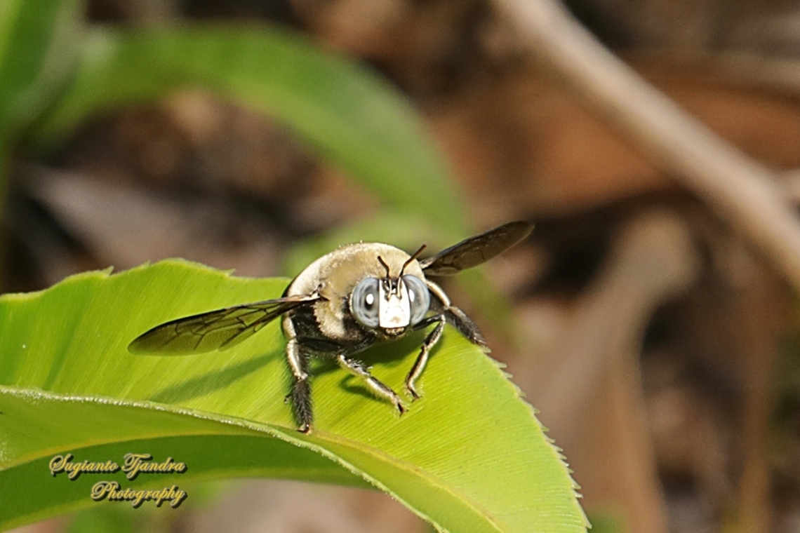 Collared Carpenter Bee, Xylocopa dejeanii (???)  Geotagged,Indonesia,Summer,Xylocopa dejeanii