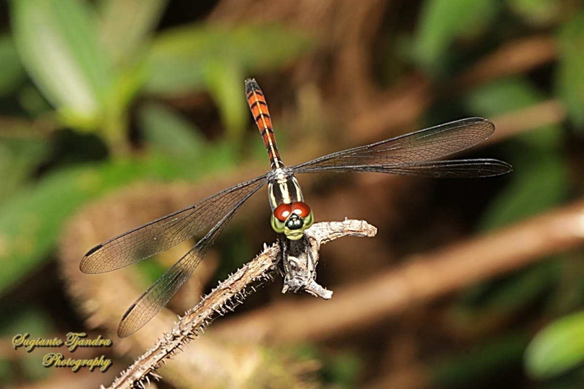 Striped Grenadier, Nesoxenia lineata,  family Libellulidae  Geotagged,Indonesia,Nesoxenia lineata,Striped Grenadier,Summer