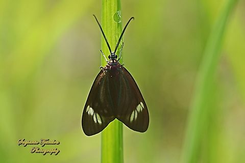 Drury's Jewel Moth, Cyclosia papilionaris - male, family Zygaenidae  Cyclosia papilionaris,Drury's Jewel,Geotagged,Indonesia,Summer