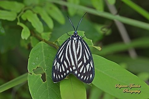 Drury's Jewel Moth, Cyclosia papilionaris - female, family Zygaenidae  Cyclosia papilionaris,Drury's Jewel,Geotagged,Indonesia,Summer