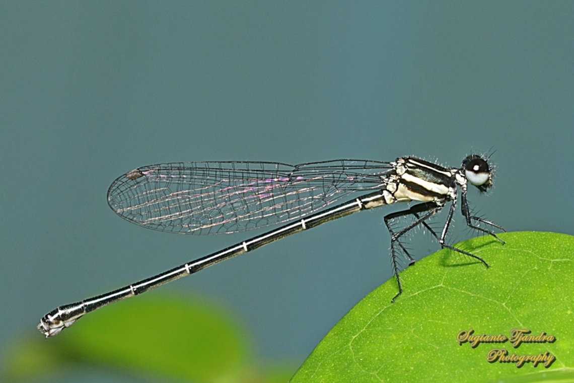 Marsh Dancer Damselfly, Onychargia atrocyana  Geotagged,Indonesia,Marsh dancer,Onychargia atrocyana,Summer