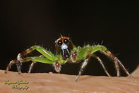 Jumping Spider, Epeus flavobilineatus, family Salticidae  Epeus flavobilineatus,Geotagged,Indonesia,Summer,Yellow-lined Epeus Spider