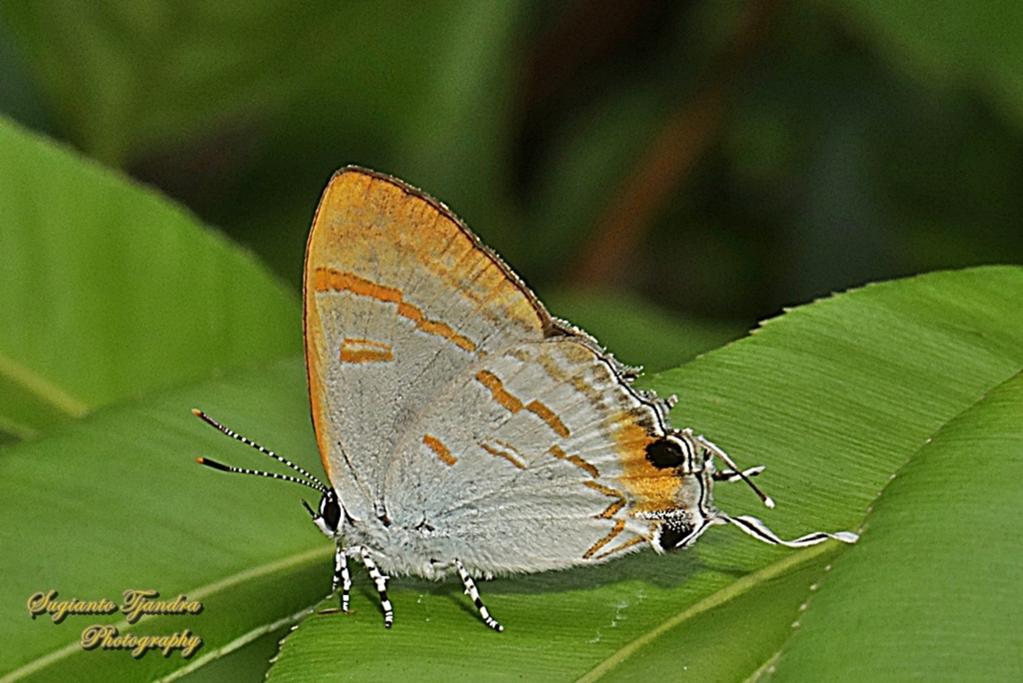 Brown Tit Butterfly, Hypolycaena thecloides ssp thecloides, family Lycaenidae  Dark Tit,Geotagged,Hypolycaena thecloides,Indonesia,Summer