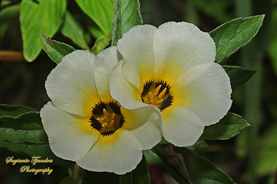 White Buttercup flowers, Turnera subulata  Cuban Buttercup,Geotagged,Indonesia,Summer,Turnera subulata