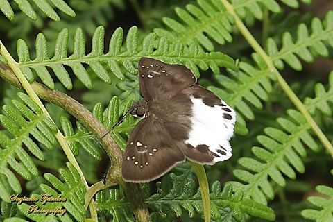 Water Snow Flat skipper butterfly, Tagiades litigiosa, family Hesperiidae  Geotagged,Indonesia,Summer,Tagiades litigiosa,Water snow flat