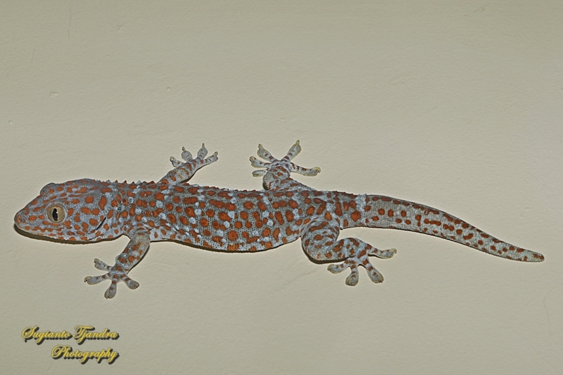 Tokek, Tokay Gecko, Gekko gecko  Gekko gecko,Geotagged,Indonesia,Summer,Tokay gecko