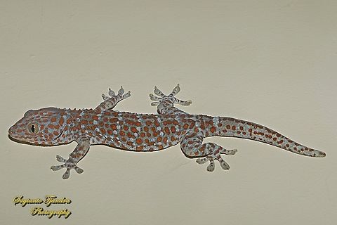 Tokek, Tokay Gecko, Gekko gecko  Gekko gecko,Geotagged,Indonesia,Summer,Tokay gecko