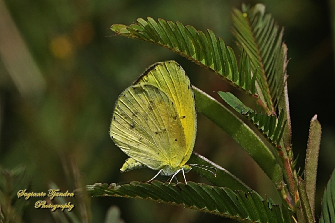 The small grass yellow butterfly, Eurema brigitta drona  Eurema brigitta,Geotagged,Indonesia,Small grass yellow,Summer