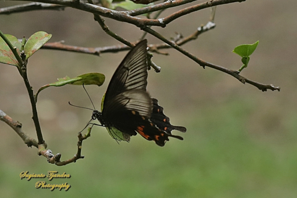 Common Mormon Swalowtail Butterfly, Papilio polytes javanus  Common Mormon,Geotagged,Indonesia,Papilio polytes,Summer