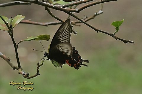 Common Mormon Swalowtail Butterfly, Papilio polytes javanus  Common Mormon,Geotagged,Indonesia,Papilio polytes,Summer