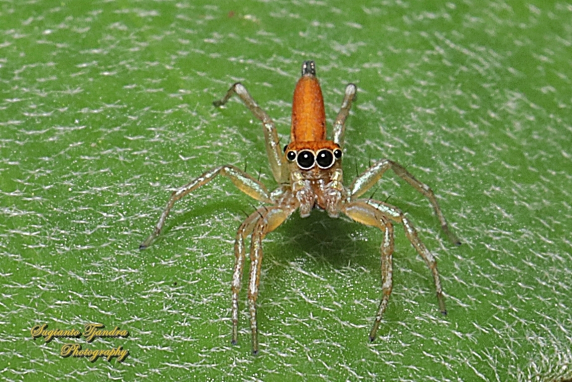 Orange Jumping Spider, Cosmophasis lami - male, family Salticidae  Cosmophasis lami,Geotagged,Indonesia,Summer