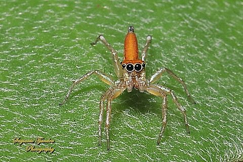 Orange Jumping Spider, Cosmophasis lami - male, family Salticidae  Cosmophasis lami,Geotagged,Indonesia,Summer