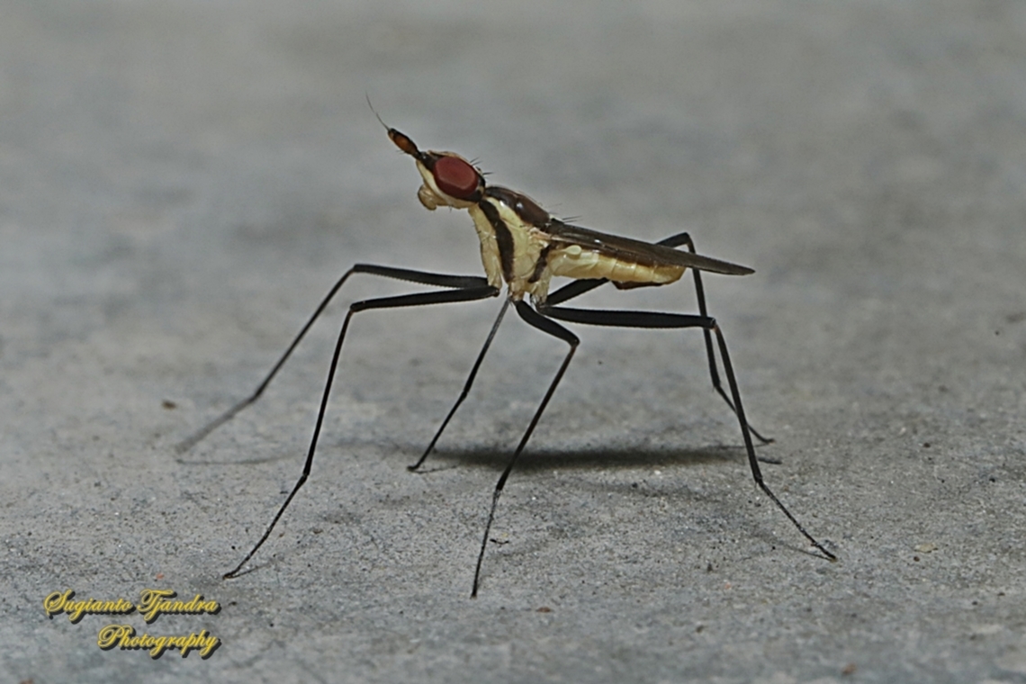Banana Stalk fly, Telostylinus lineolatus, family Neriidae  Geotagged,Indonesia,Summer,Telostylinus lineolatus