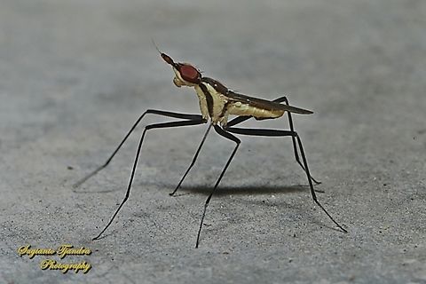 Banana Stalk fly, Telostylinus lineolatus, family Neriidae  Geotagged,Indonesia,Summer,Telostylinus lineolatus