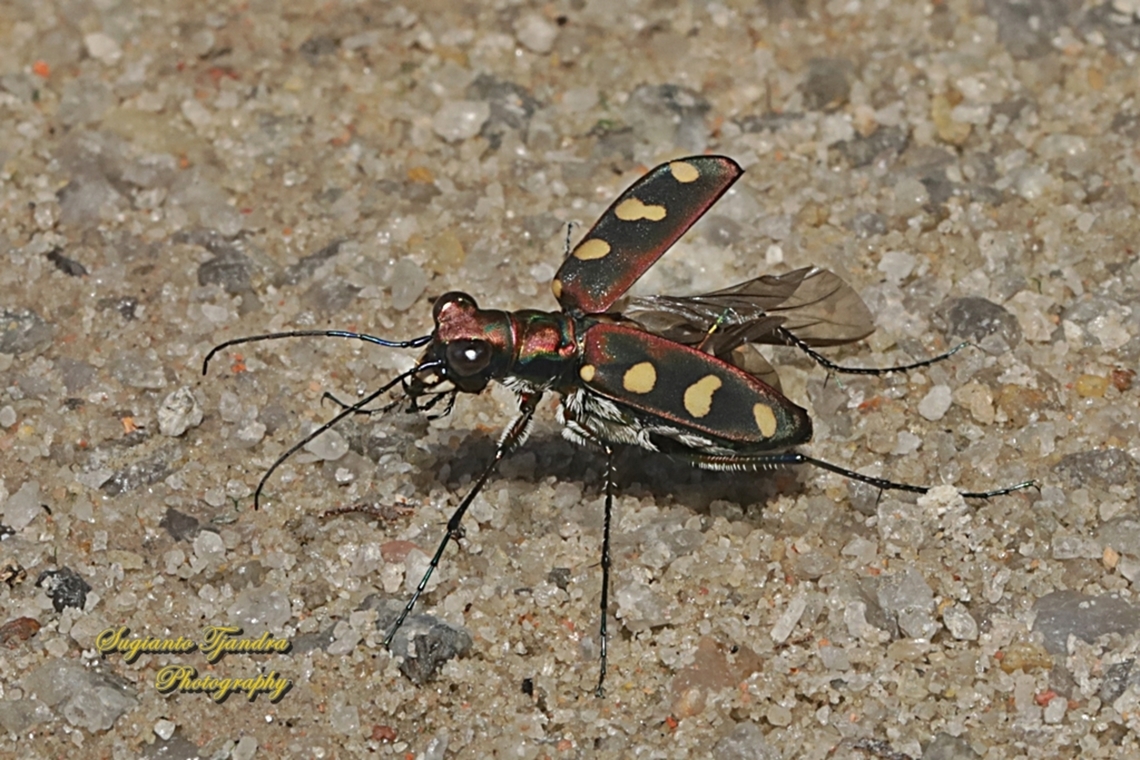 Golden-spotted Tiger Beetle, Cosmodela aurulenta  Cosmodela aurulenta,Geotagged,Golden-spotted tiger beetle,Indonesia,Summer