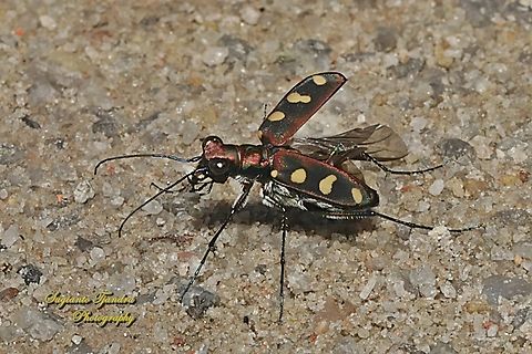 Golden-spotted Tiger Beetle, Cosmodela aurulenta  Cosmodela aurulenta,Geotagged,Golden-spotted tiger beetle,Indonesia,Summer