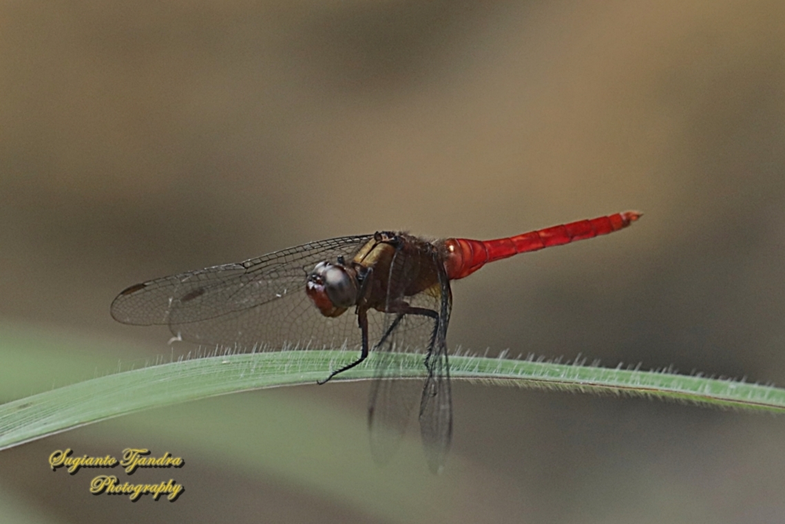 The Spine-tufted Skimmer, Orthetrum chrysis  Geotagged,Indonesia,Orthetrum chrysis,Spine-tufted Skimmer,Summer