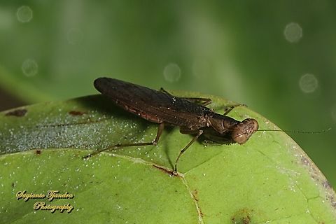 Brown Praying Mantis, Amantis reticulata. Family Mantidae  Amantis reticulata,Geotagged,Indonesia,Summer