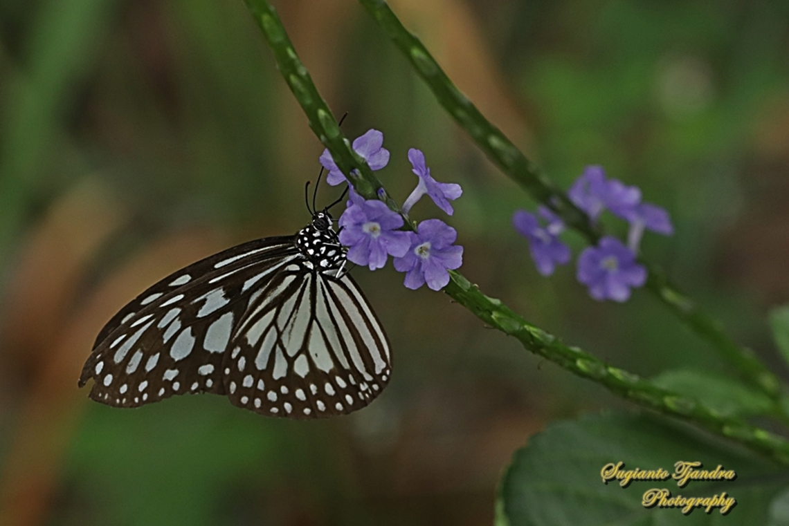 Grey Glassy Tiger, Ideopsis juventa  Geotagged,Ideopsis juventa,Indonesia,Summer,Wood nymph