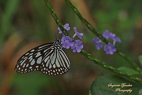 Grey Glassy Tiger, Ideopsis juventa  Geotagged,Ideopsis juventa,Indonesia,Summer,Wood nymph