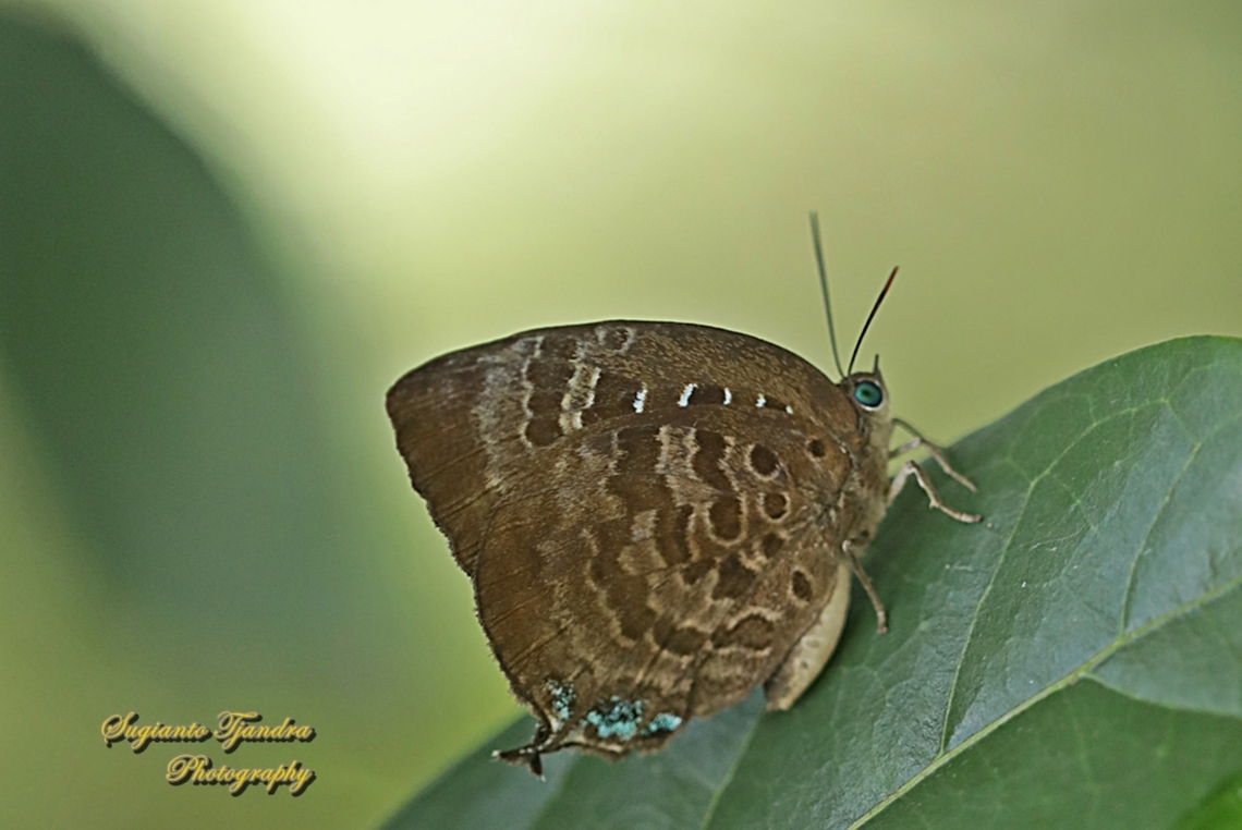 Dull Oak Blue, Arhopala centaurus ssp centaurus  Arhopala centaurus,Centaur oakblue,Geotagged,Indonesia,Summer